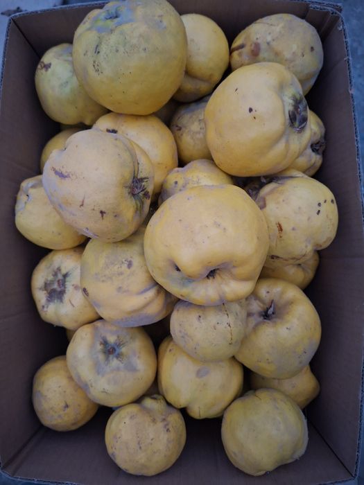 Продаёться Айва сочная ,вырощена без химикатов,полезно всего организма