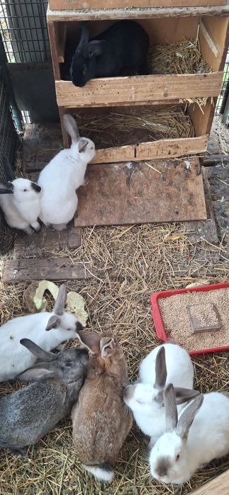 Vând iepuri Californieni și metis