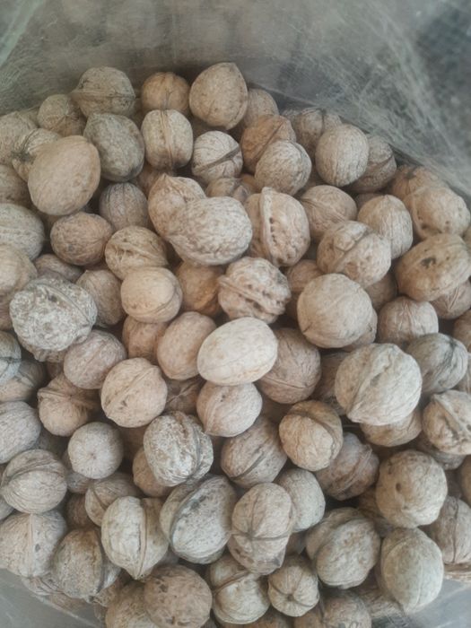 Грецкий орех жангак 2025