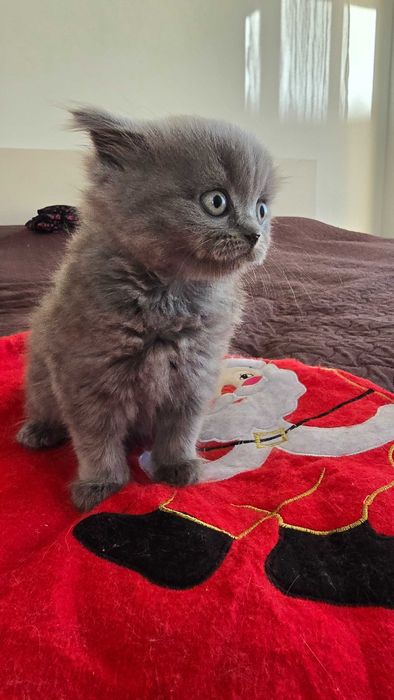 Британски късокосмести котета