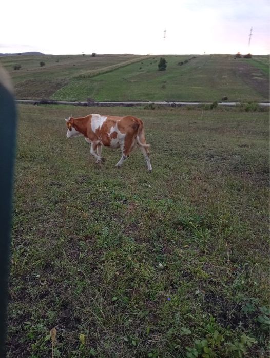 Se vând doua vaci