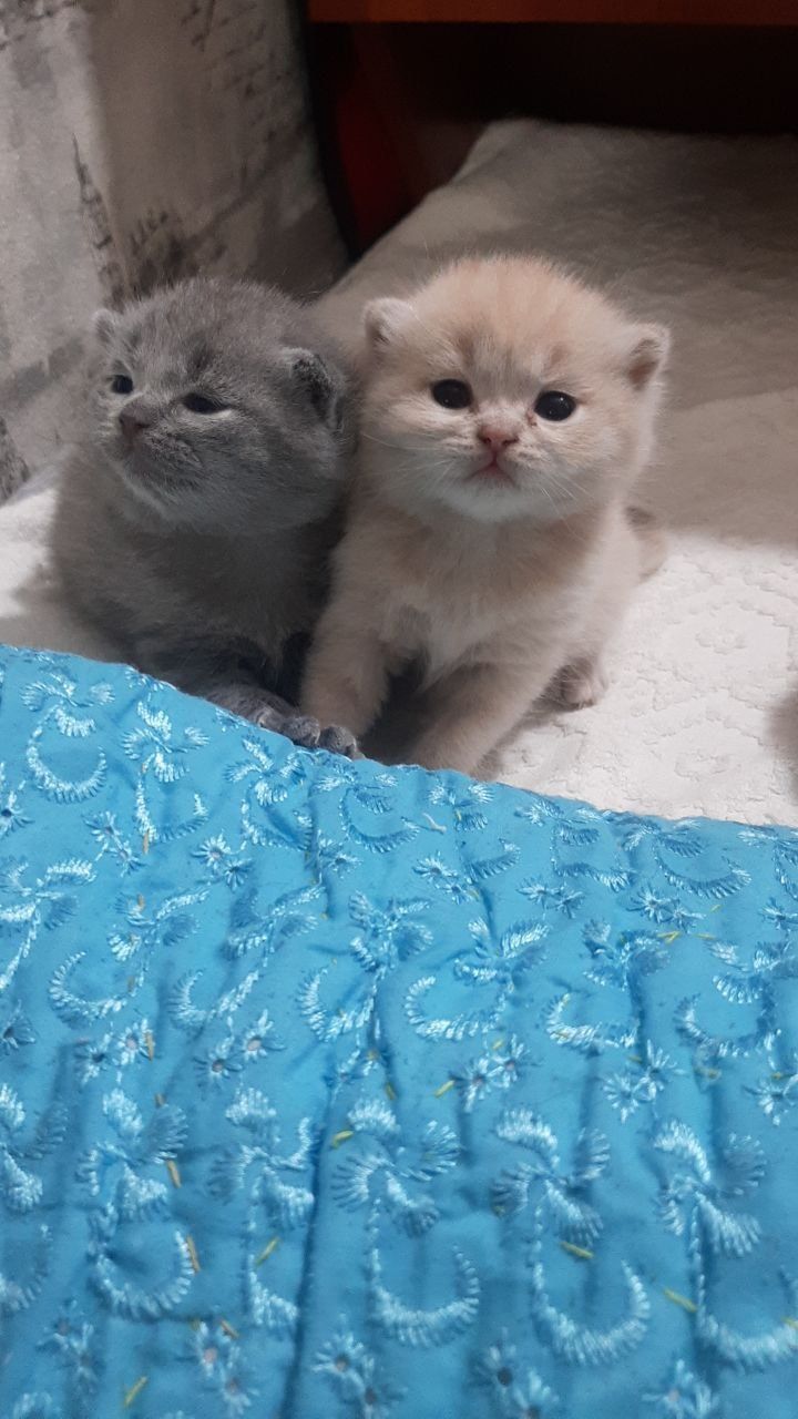Шотландские вислоухие