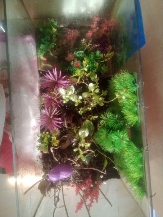 Cand terariu complet cu 2broaste testoase