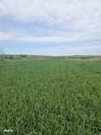 Gaminvest-Doua parcele cu acces din E60 Intravilan Osorhei,Bihor,V4142