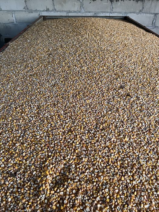 Vand porumb boabe, 1.3 lei/ kg, asigur transport!!!