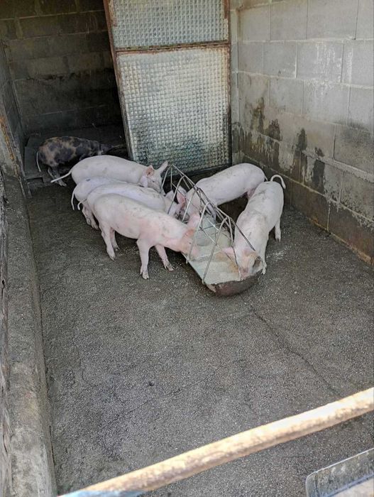 Прасенца за продаване