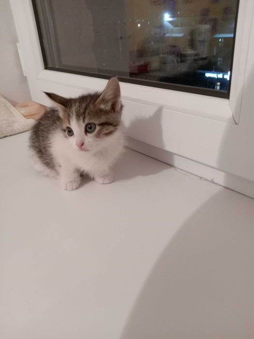 Отдам бесплатно котёнка в добрые руки