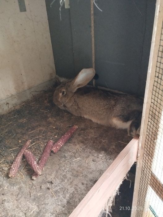 Vând iepuri uriaș german și fluture german