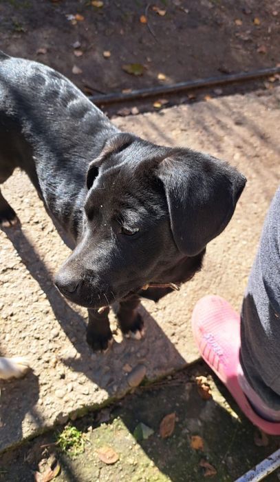 Dau spre adoptie cățea 3 luni vaccinată. Talie medie