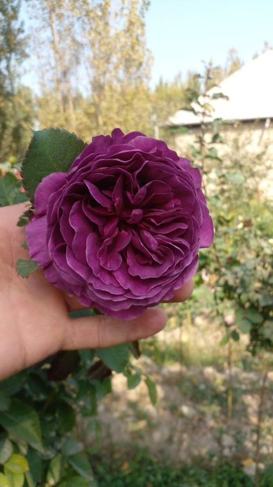 Штамп роза  shtampoviy atirgul