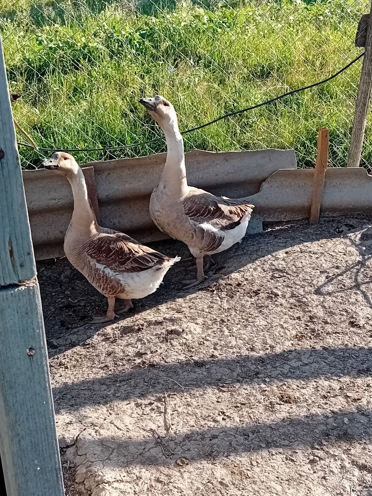 2 gâste de vânzare sunt de anu trecut