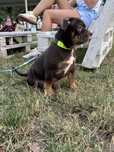 American Bully Poket