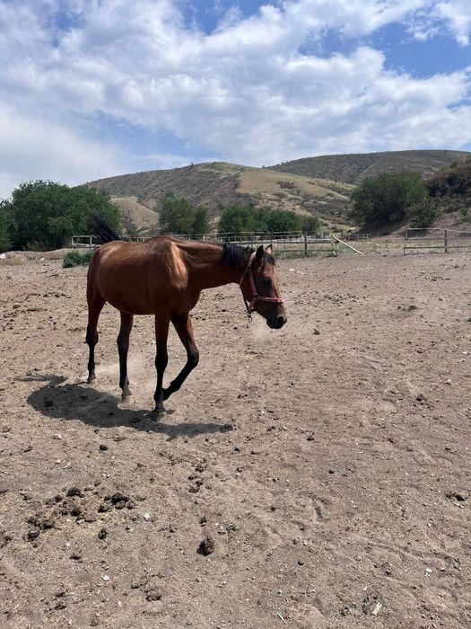 Продам лошадей породистые