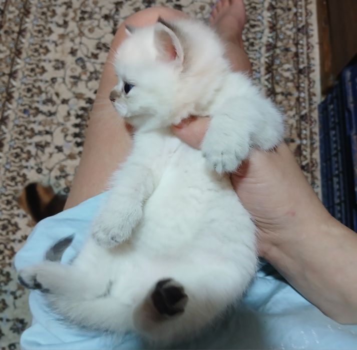 Продаю  блу поинт мальчика. дево⁰чку шиншила