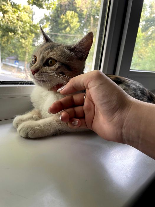 Трёх цветная кошка