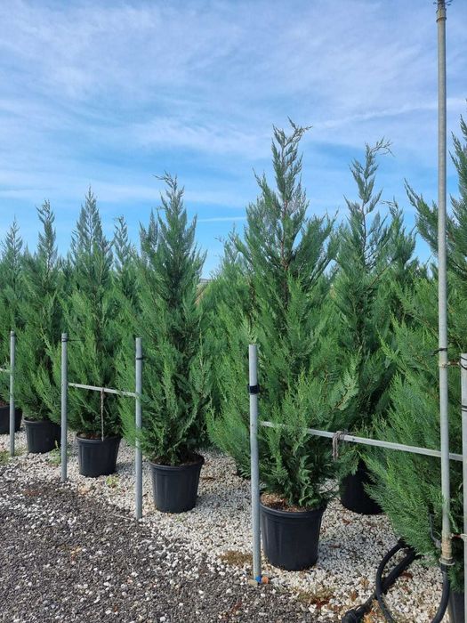 Cupressociparis Leylandii gard viu