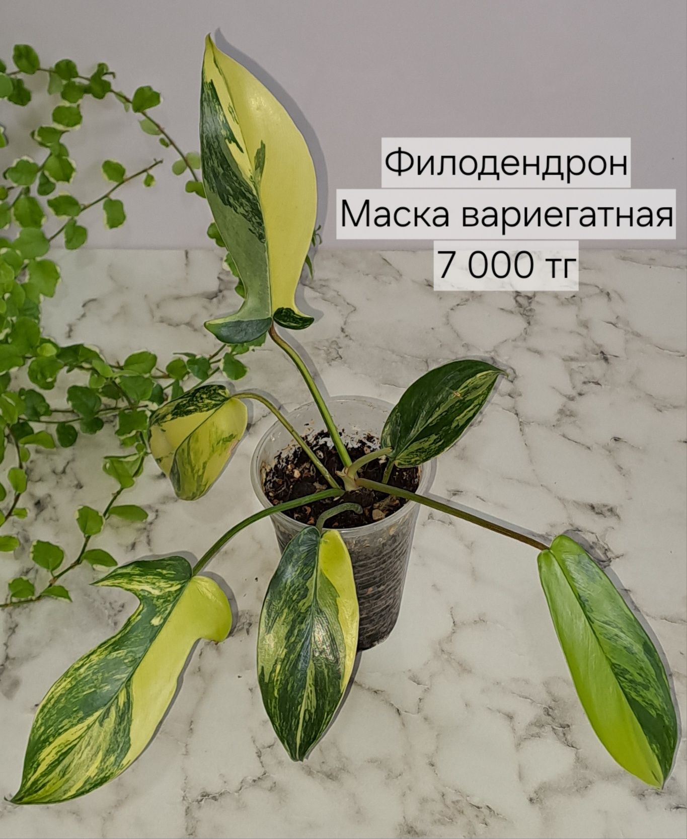 Комнатные растения, отправляю по всему Казахстану