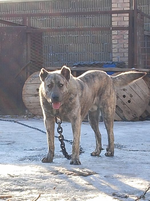 Продам Алабая 1года 3 месяца