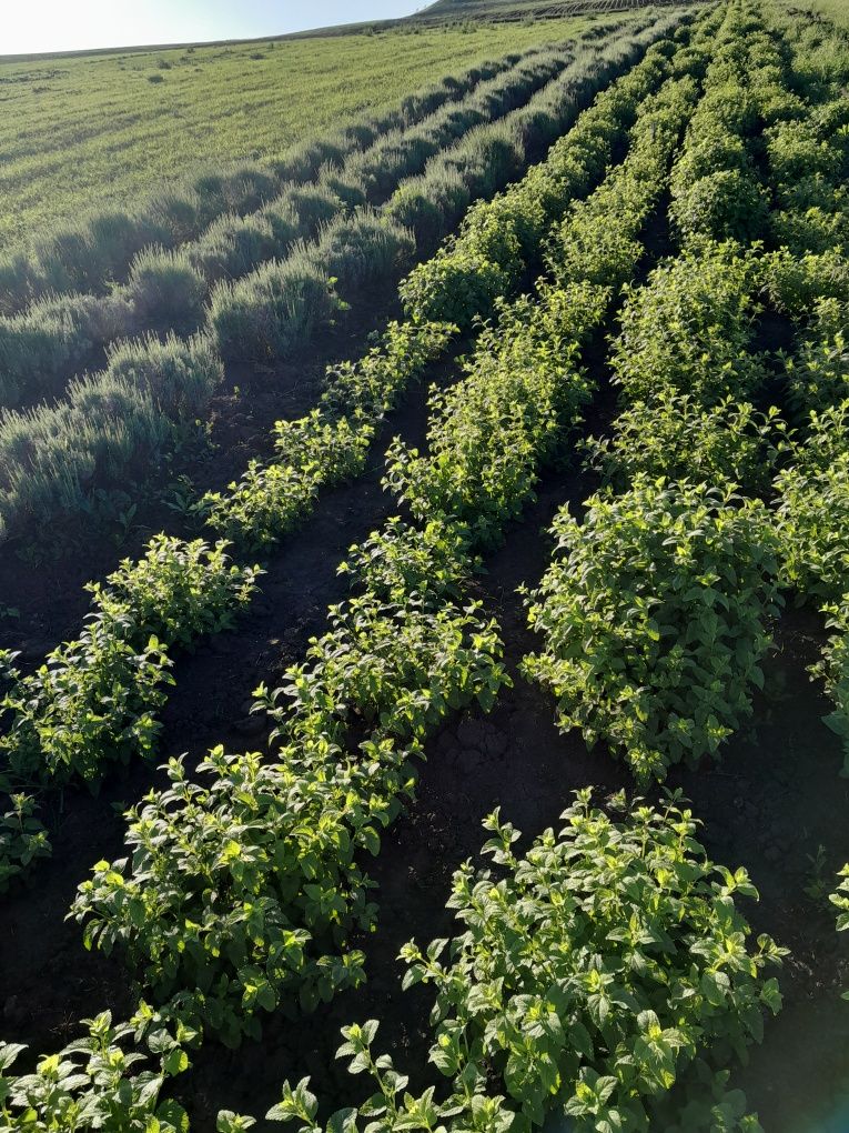 Vand roinita verde buna la siropuri,,lamaita''