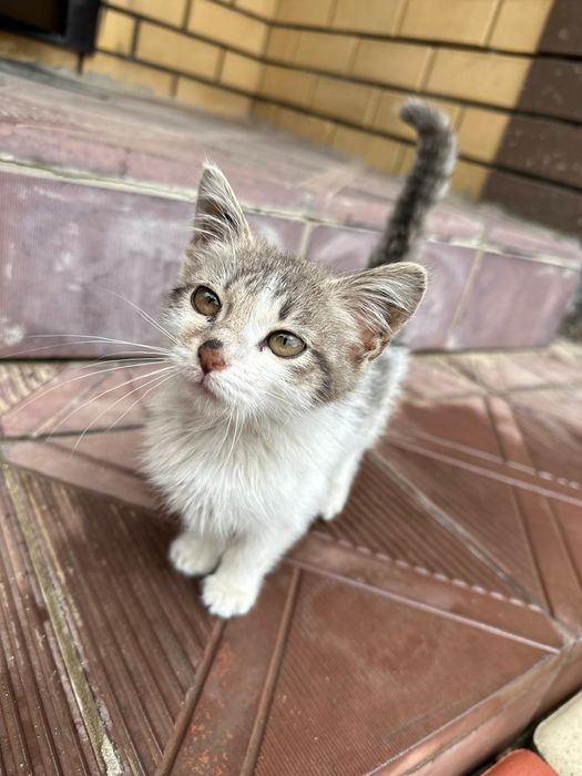 Отдам котенка в хорошие руки