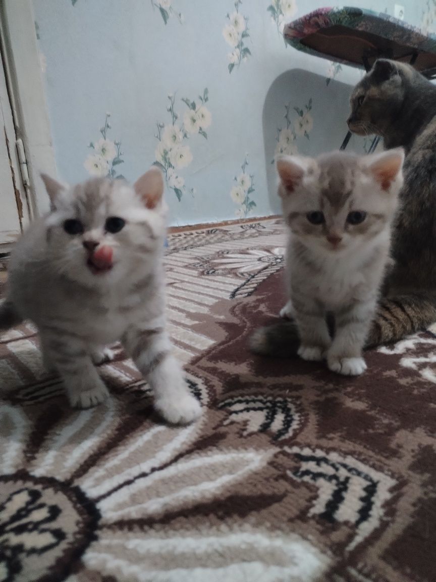 Zotdor mushukchalar sotiladi