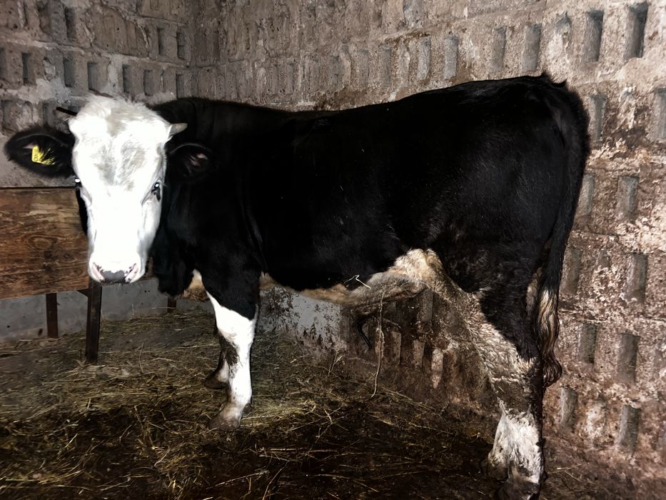 Vaca de vanzare si viteii