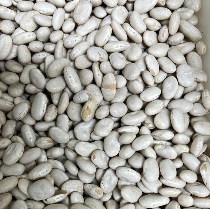 Fasole productie 2025