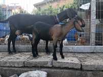 Capra anglo nubiana