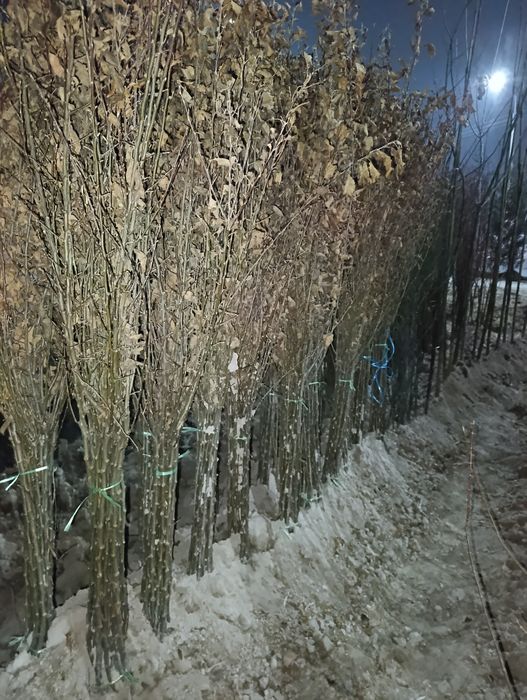 Арча ,мевали ва манзарали кучатлар.саженци ёлки и фруктовые