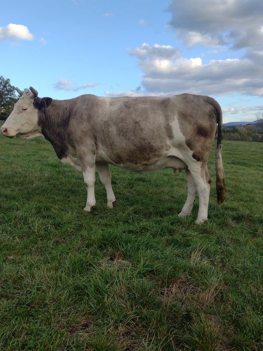 Vând vacă, cuminte crescută de noi!!!