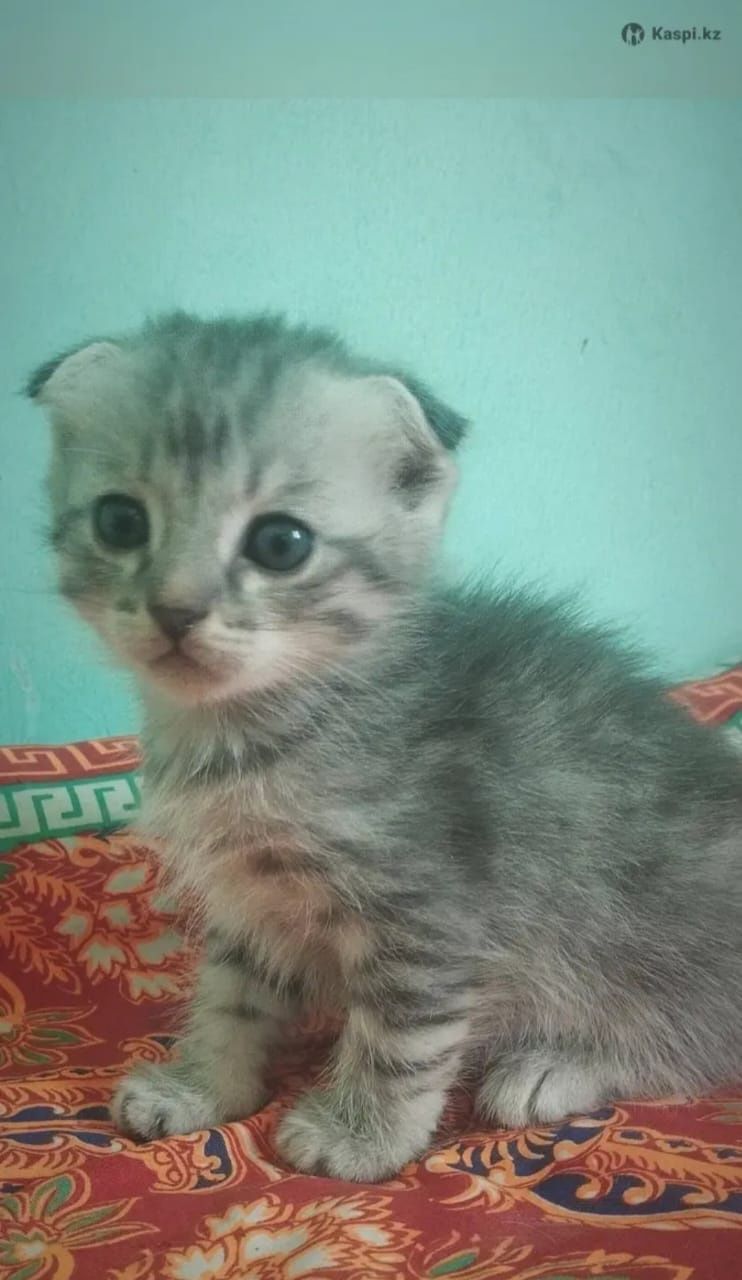 Котята скоттиш фолд (вислоухие )