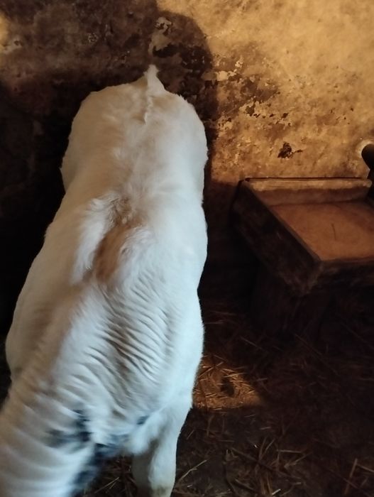 Vînd vițel belgian