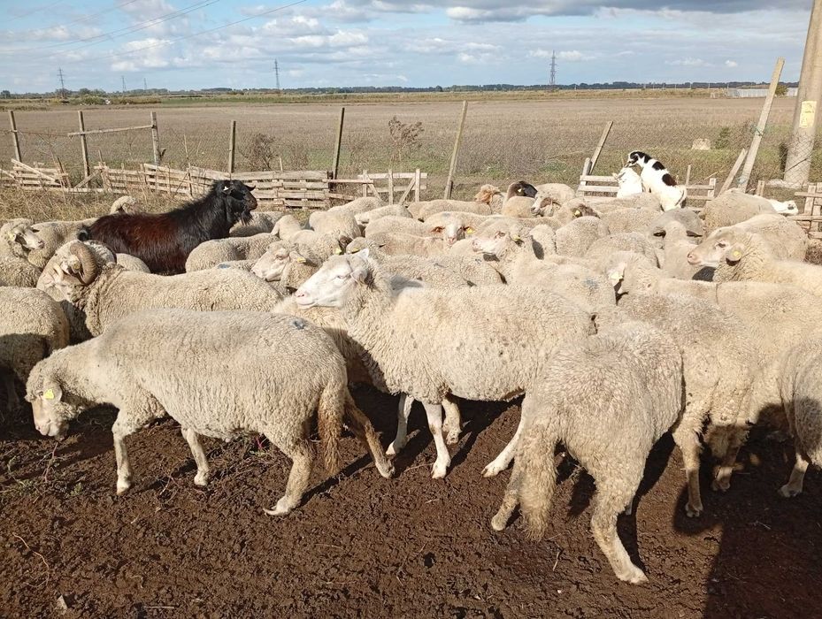 vînd 110 oi in Tulcea