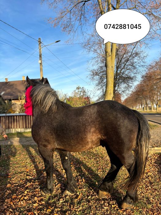 Mânz 2ani și 4luni