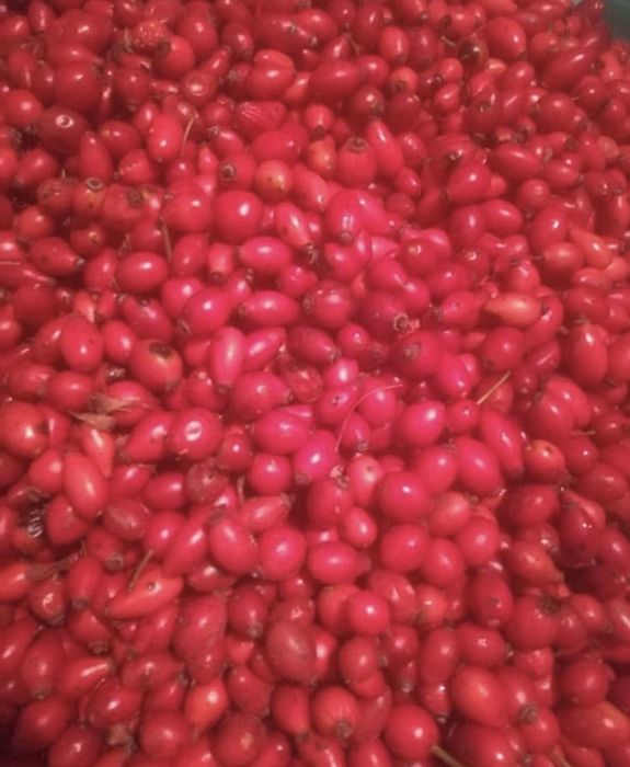 Шипки 6 лева кг 2025