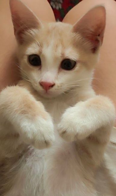 Отдам бесплатно   котенка мальчика