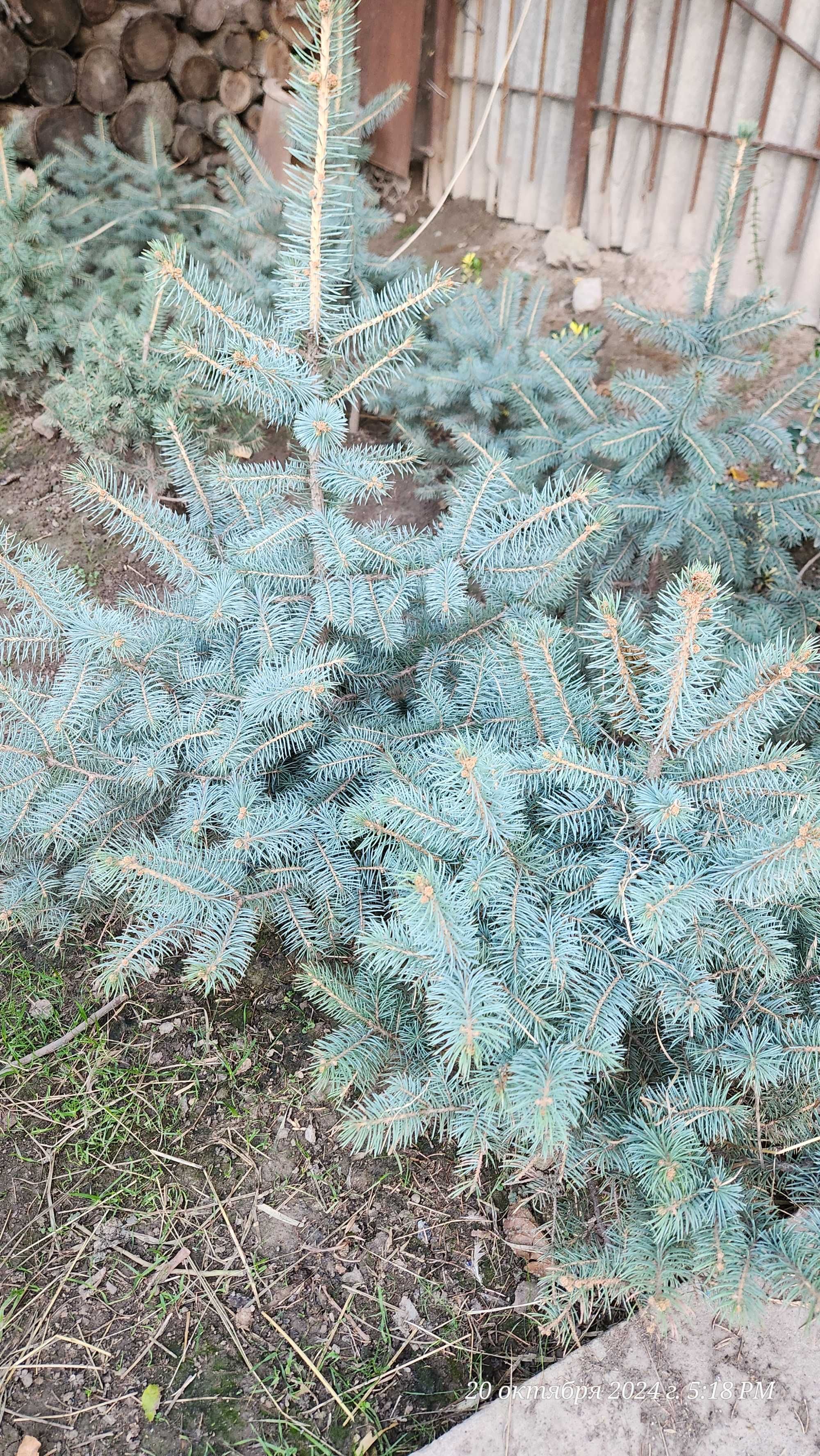 Colorado spruce голубая ель из Европы роскошная люкс арча ел yel archa