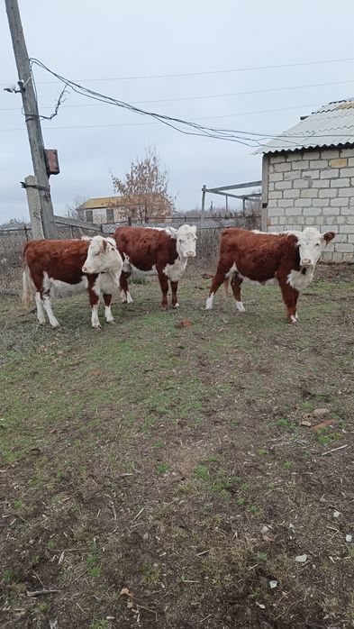 Тёлка.  Казахская белоголовая. Племенная.