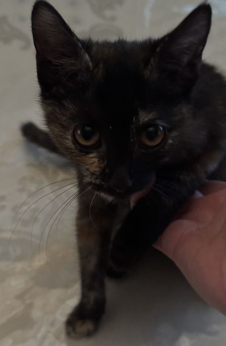 Пристройство с отслеживанием судьбы