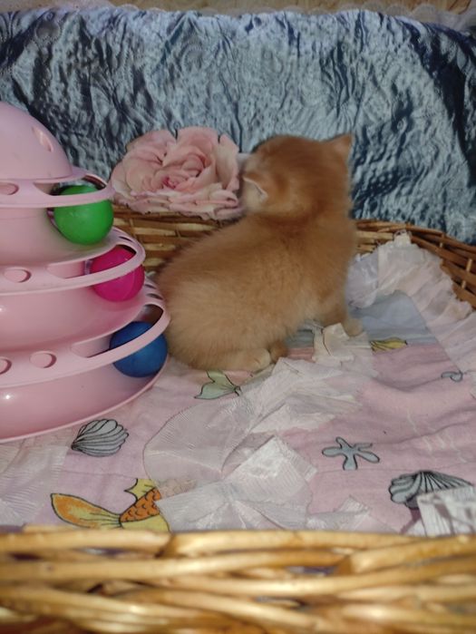 Продается шикарный котенок мальчик, золотая шиншилла.