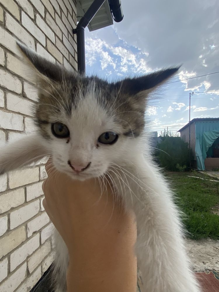Отдам в добрые руки (с доставкой)