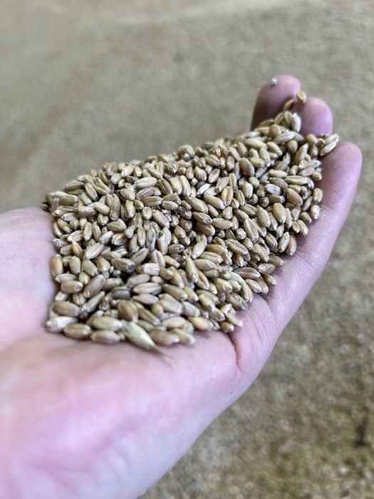 4500тг. мешок 40кг.  Бидай Жем Зерно Пшеница