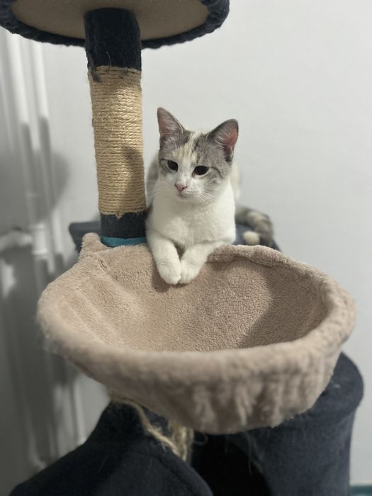 Pisici pt adoptie responsabilia