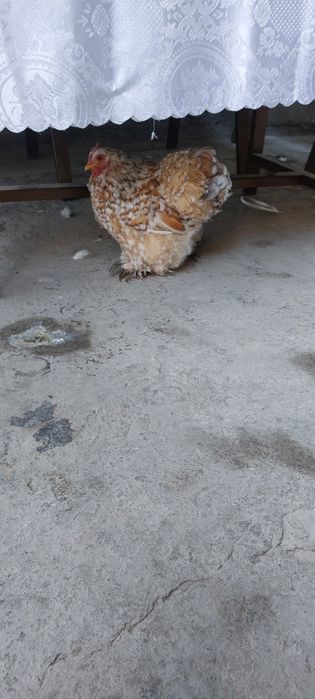 Товук сотилади срочна