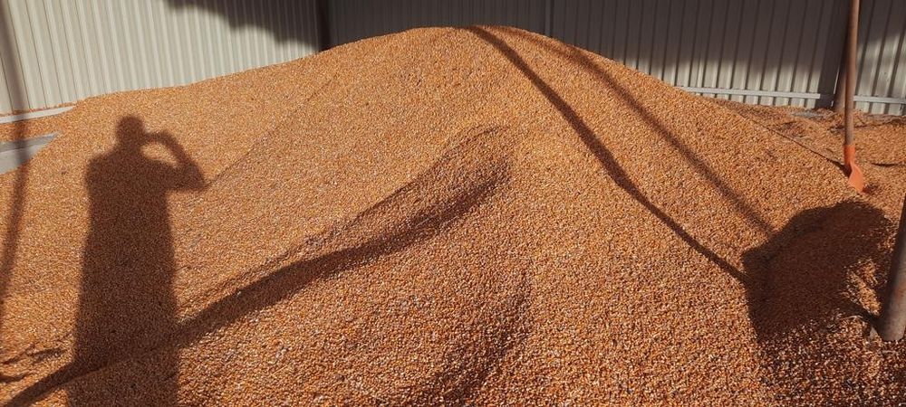 Vand porumb boabe si grau