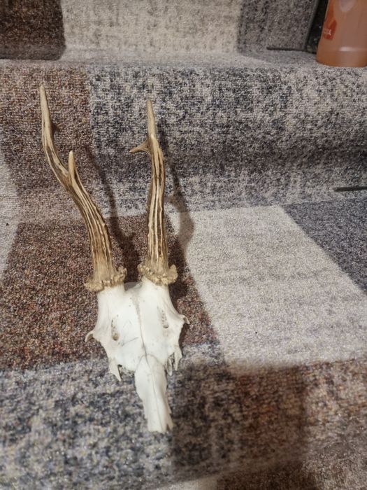 Трофеи от сръндак