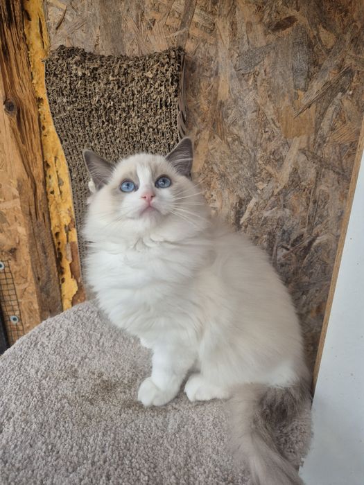 Ragdoll Blue Bicolor superb