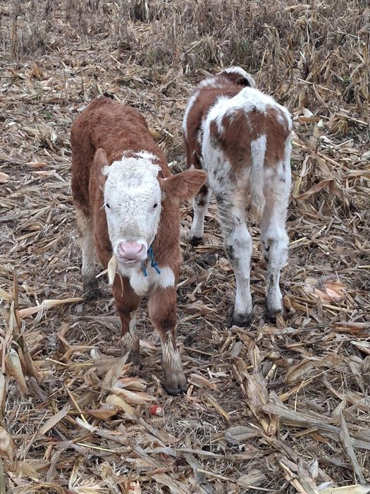 Vând 2 tăurași de 2 luni de pus la vaca semi înțărcați 3700lei bucata