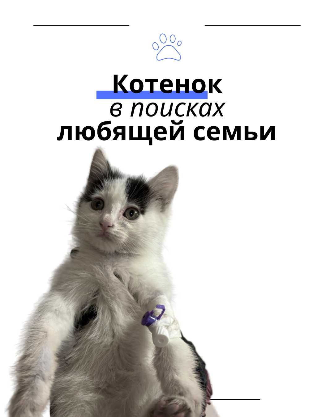 котенок в любящую семью