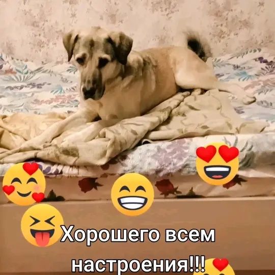 Придержка крупных пород собак